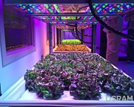 Von Smart Farms und ESC-Lichtwelten