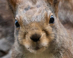 Eichhörnchen in Stockholm genießt Frühling