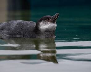 Pinguin-Nachwuchs in Stralsund