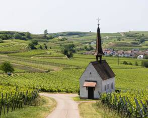 Idylle zwischen Weinreben