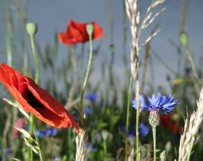 Blüte in Nordsachsen